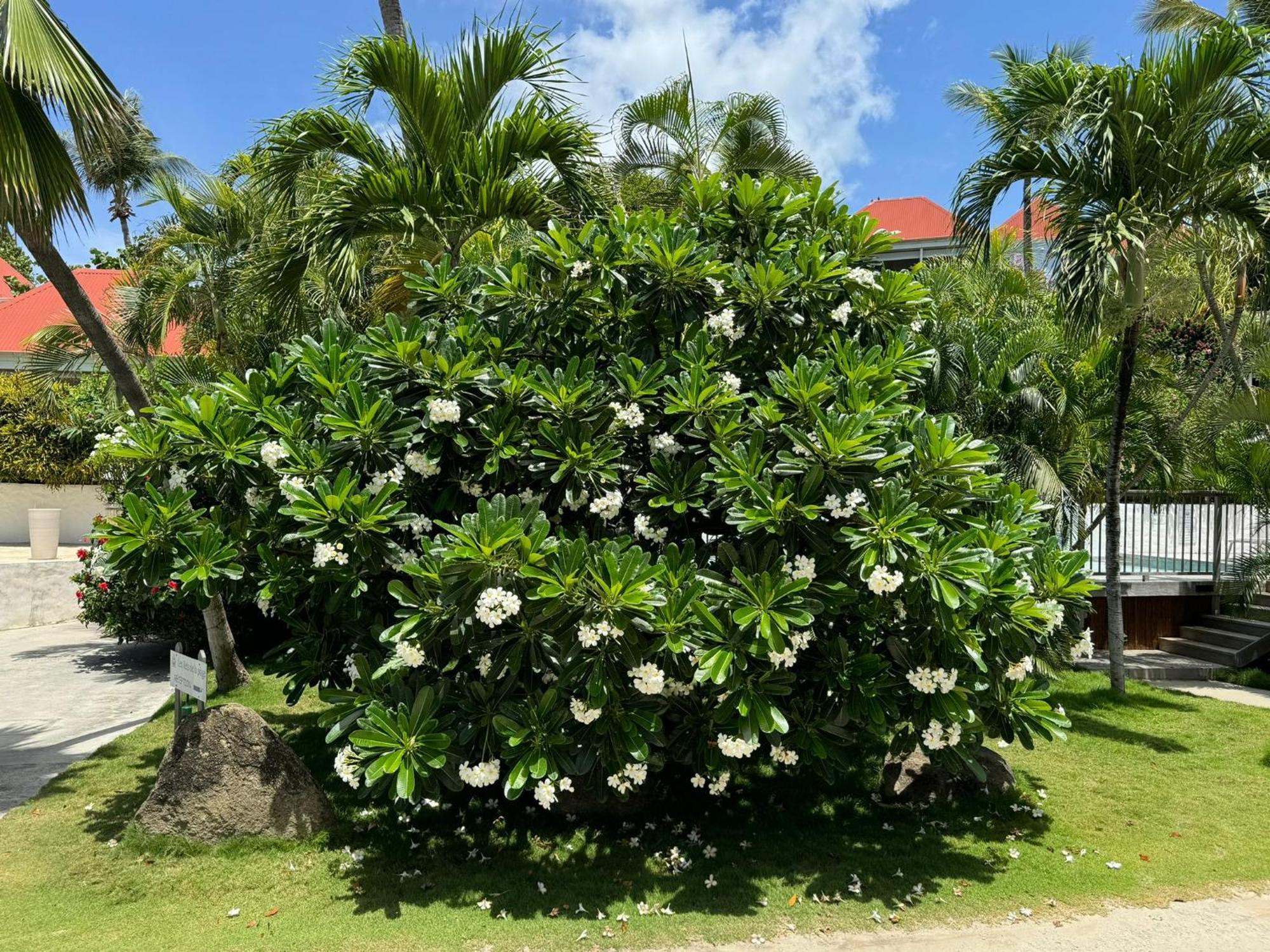 Les Ilets De La Plage Gustavia Luaran gambar