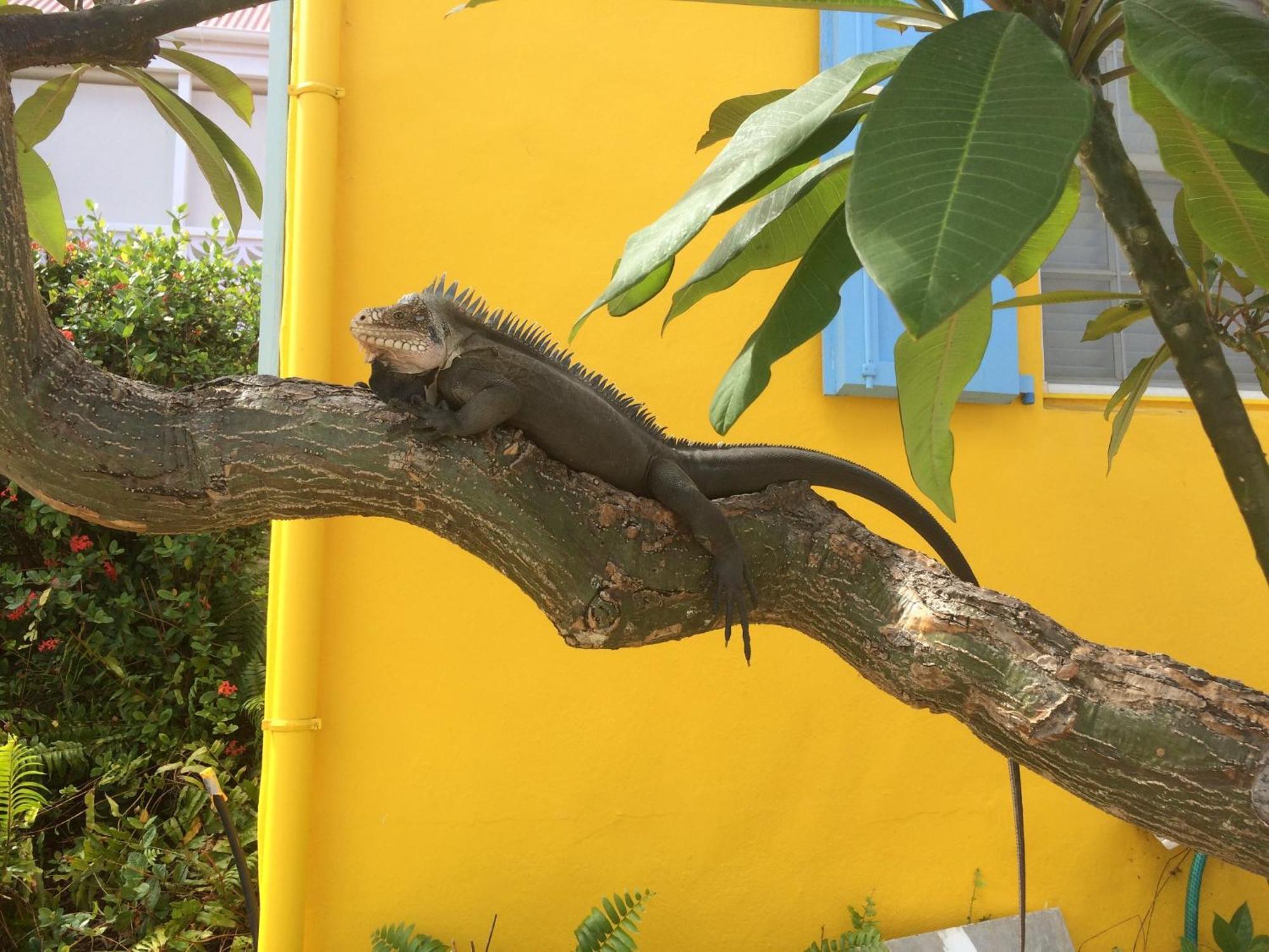 Les Ilets De La Plage Gustavia Luaran gambar